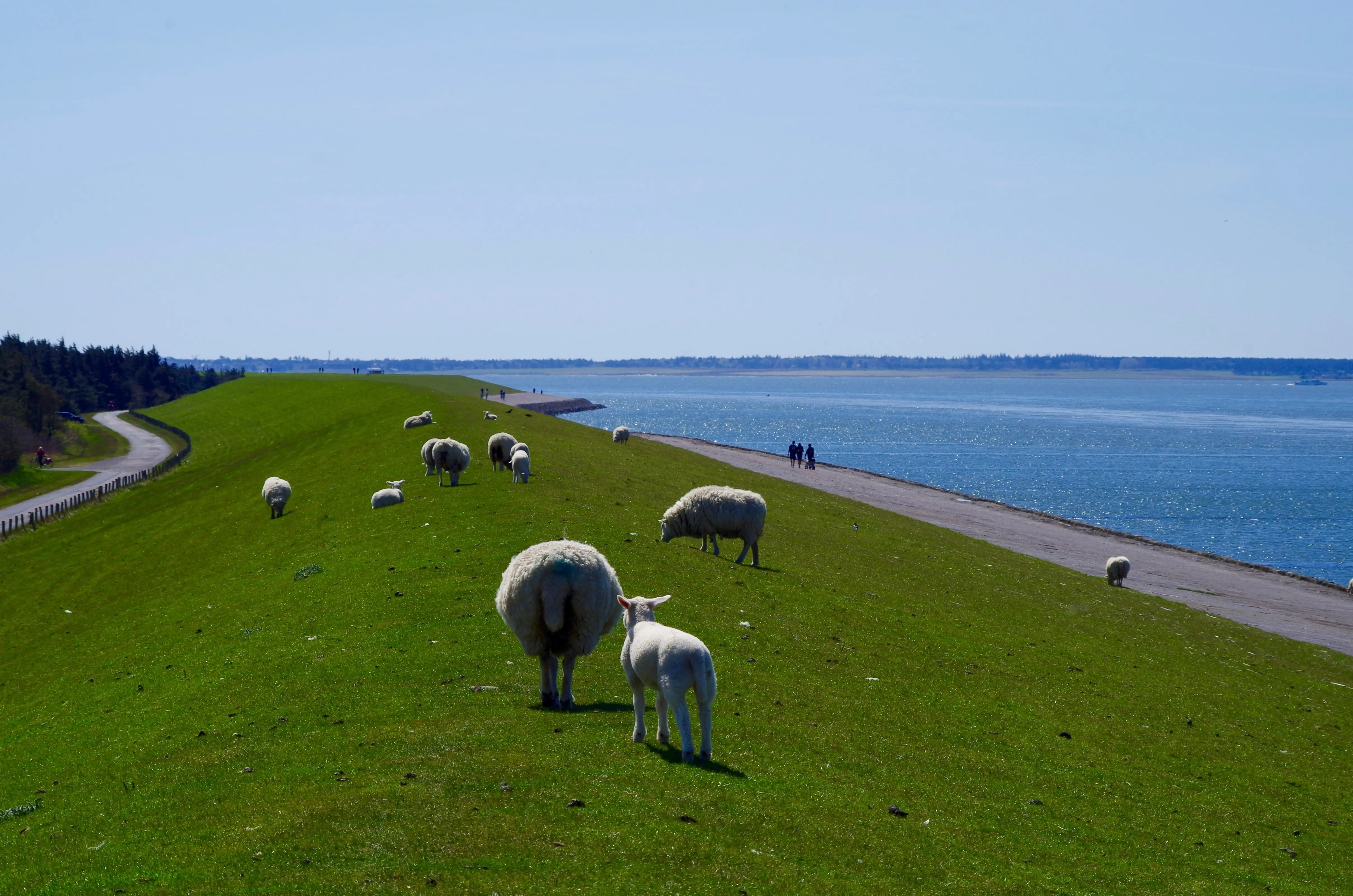 deichlandschaft jadebusen radweg